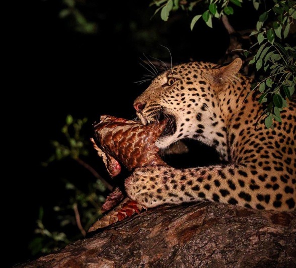 Perched in a tree, Nkuwa devours his prey, a Temminck's pangolin.