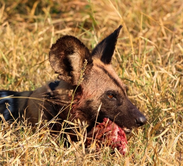 Sabi Sabi Jan Nel Wild Dog With Kill Sabi Sabi Jan Nel Wild Dog With Kill