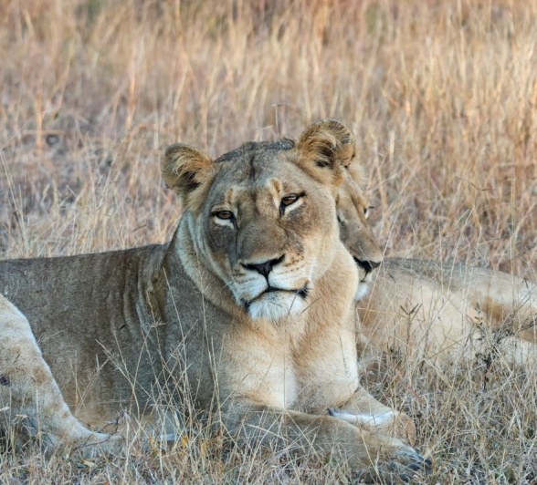 Sabi Sabi Jan Nel Msuthlu Lion In Grass