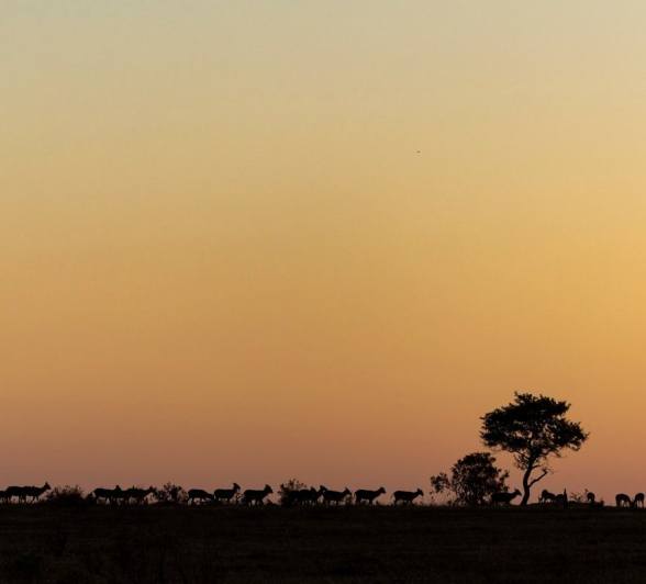 Sabi Sabi Benjamin Loon Waterbuck Silhouette Sabi Sabi Benjamin Loon Waterbuck Silhouette