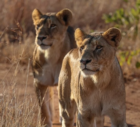 Sabi Sabi Ruan Mey Southern Pride Lions Walking Sabi Sabi Ruan Mey Southern Pride Lions Walking