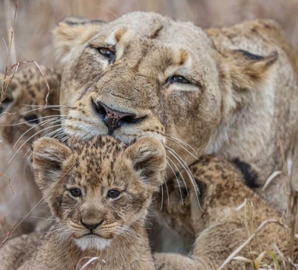 A Msuthlu female lion and her cubs. A Msuthlu female lion and her cubs.