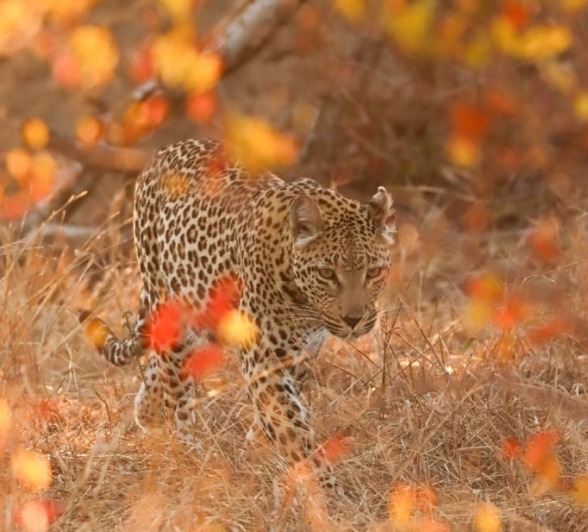 Ntsumi walks through the golden foliage. Ntsumi walks through the golden foliage.