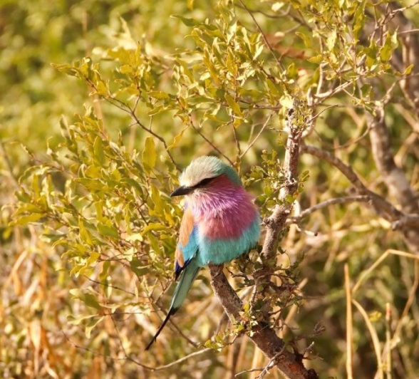 Sabi Sabi Jana Du Plessis Lilac Breasted Roller Sabi Sabi Jana Du Plessis Lilac Breasted Roller