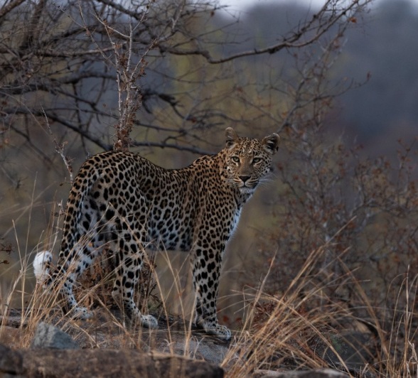 Sabi Sabi Viviane Ladner Golonyi Rocky Outcrop Sabi Sabi Viviane Ladner Golonyi Rocky Outcrop