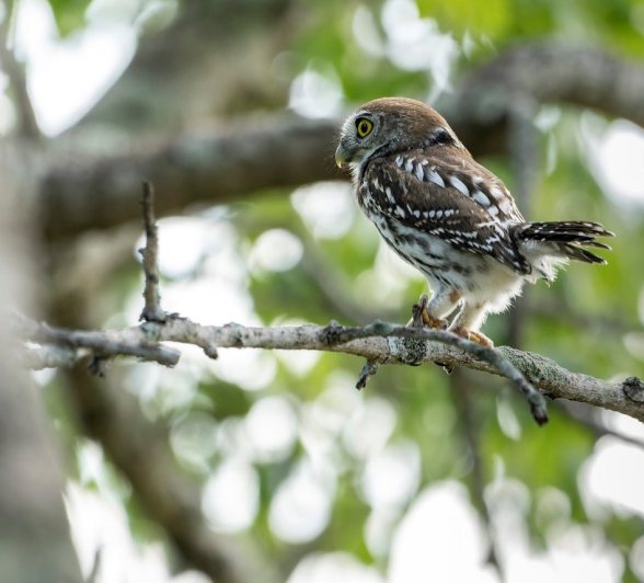 Sabi Sabi Benjamin Loon Pearl Spotted Owl Perching Sabi Sabi Benjamin Loon Pearl Spotted Owl Perching
