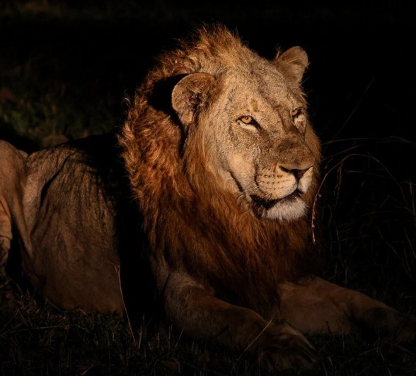 A male lion is seen during a night drive from Sabi Sabi. A male lion is seen during a night drive from Sabi Sabi.