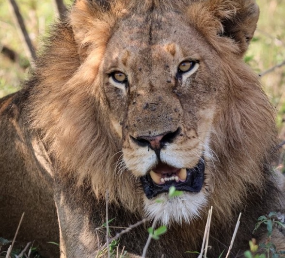 Sabi Sabi Jan Nel Mwaswishaka Male Sabi Sabi Jan Nel Mwaswishaka Male