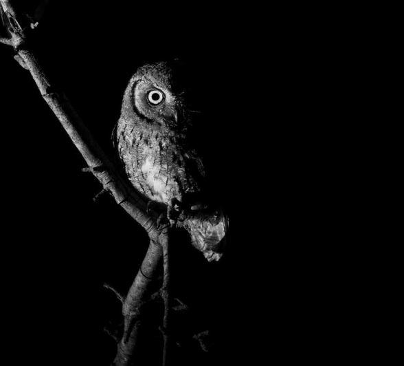 The elusive Scops owl perches on a branch. The elusive Scops owl perches on a branch.