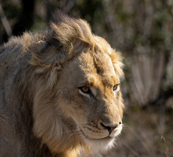 Sabi Sabi Ronald Mutero One Young Male Lion