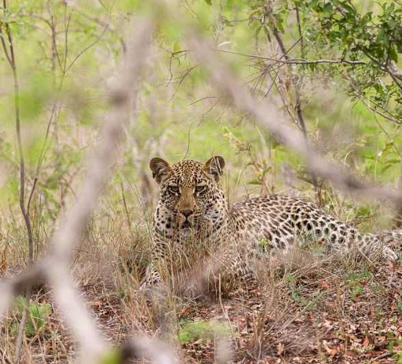 Sabi Sabi Jana Du Plessis Golonyi Leopard