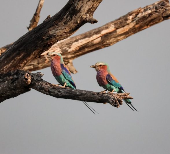 Sabi Sabi Jan Nel Liiac Breasted Rollers