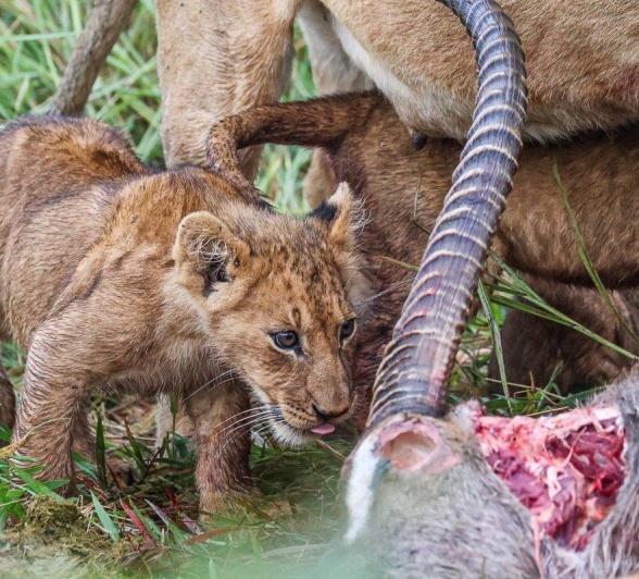 A young cub from the Southern Pride looking hungrily at his next meal. A young cub from the Southern Pride looking hungrily at his next meal.