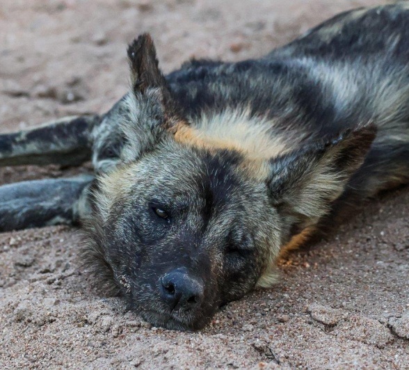 Wild dog resting in the shade