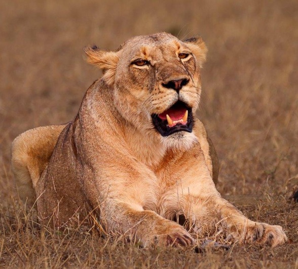 A lioness from the Msuthlu Pride roaring, asserting dominance and communicating with her pride.