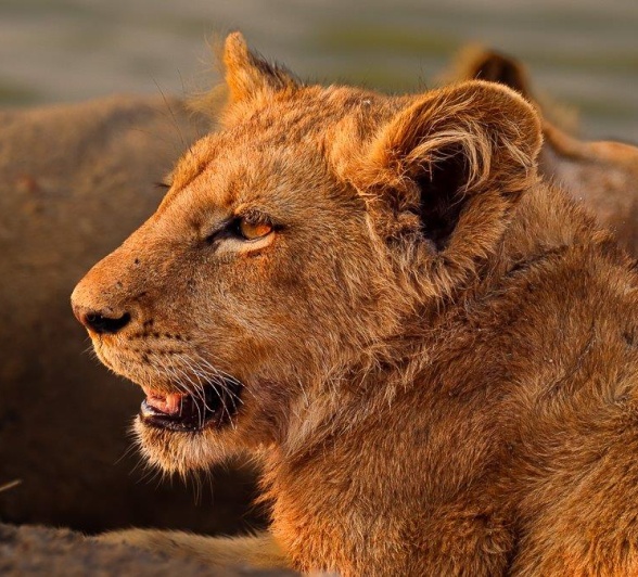 A young lion from the Msuthlu Pride, alert and observing its environment.