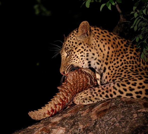 Nkuwa the leopard in a tree with his kill, A Temminck's Pangolin!