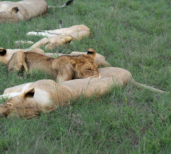 Sabi Sabi Franco Hay Msuthlu Pride Lounging Sabi Sabi Franco Hay Msuthlu Pride Lounging