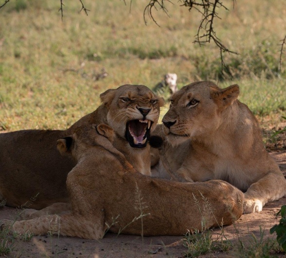 Sabi Sabi Viviane Ladner Southern Pride Members