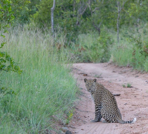 Sabi Sabi Jp Van Rooyen Golonyi Cub Through Bushes Sabi Sabi Jp Van Rooyen Golonyi Cub Through Bushes