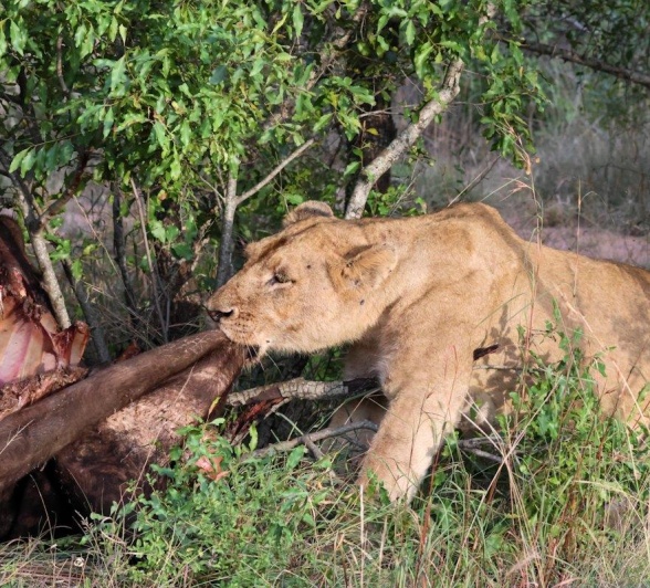 Sabi Sabi Jan Nel Southern Pride With Kill Sabi Sabi Jan Nel Southern Pride With Kill