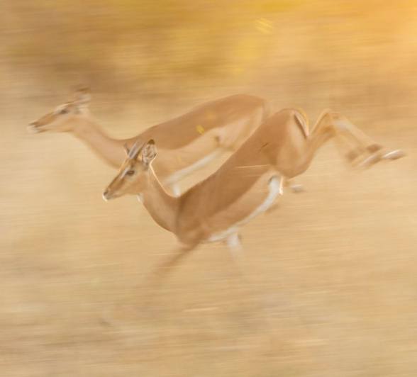 Sabi Sabi Benjamin Loon Impala Run