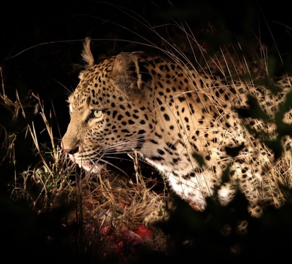 Sabi Sabi Jan Nel Ntsumi Night