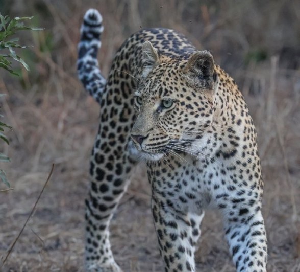 Sabi Sabi Ruan Mey Golonyi Walks Sabi Sabi Ruan Mey Golonyi Walks