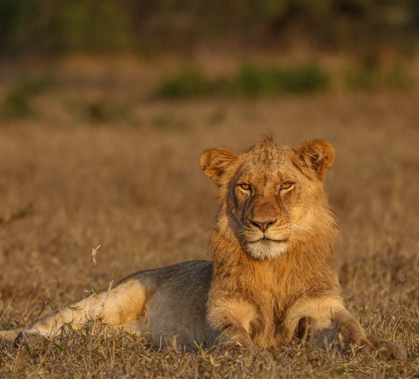 Sabi Sabi Ruan Mey Msuthlu Lion In Grass Sabi Sabi Ruan Mey Msuthlu Lion In Grass