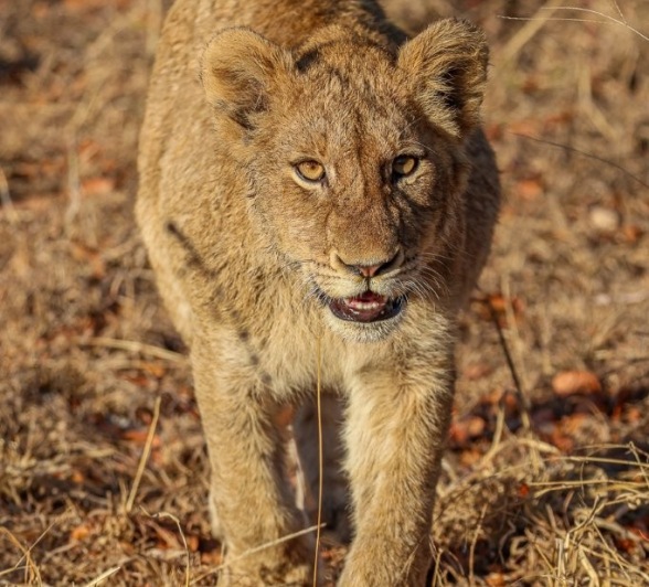 Sabi Sabi Ruan Mey Msuthlu Sub Adult Sabi Sabi Ruan Mey Msuthlu Sub Adult