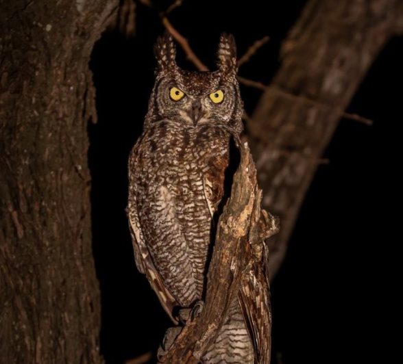 An owl seen after dark. An owl seen after dark.