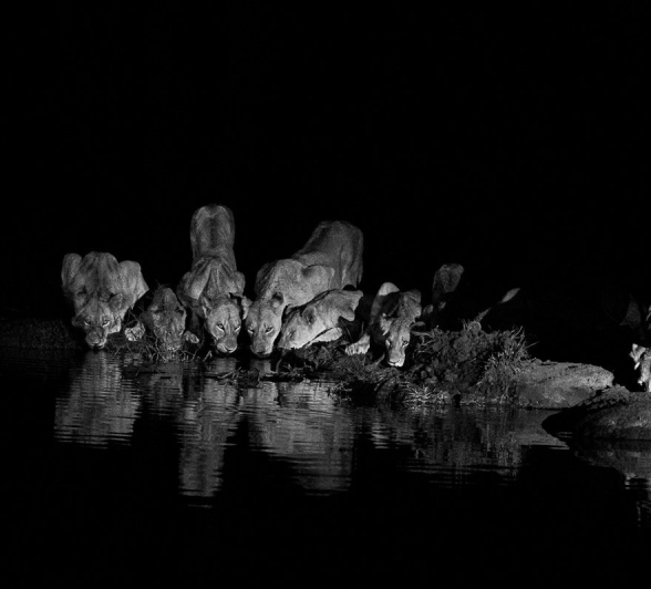 Sabi Sabi Viviane Ladner Msuthlu Pride At Waterhole Sabi Sabi Viviane Ladner Msuthlu Pride At Waterhole