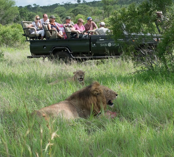 Lions lounging in the long grass are spotted during a game drive from Sabi Sabi.