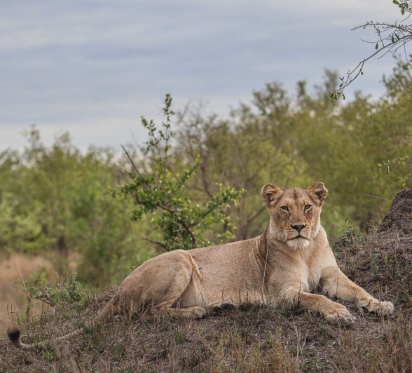 A member of the Kambula pride rests on a rocky outcrop. 
