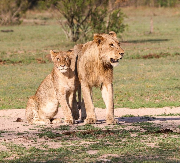 Sabi Sabi Jana Du Plessis Liones Msuthlu Pride