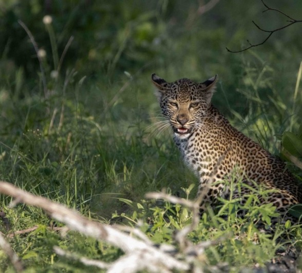 Sabi Sabi Ronald Mutero Ntsumi Leopard In Half Light