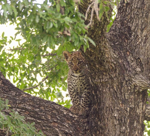 A leopard cub peeks out from the safety of a tree. 