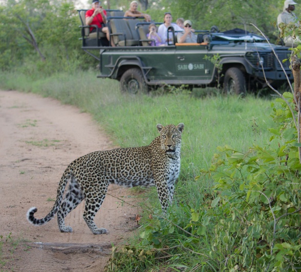 A Sabi Sabi safari vehicle pulls off the trail to observe a leopard