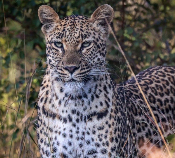 We found Golonyi, a female leopard, very close to where the Styx Pride made their kill a few days ago.