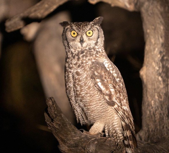 A Spotted Eagle Owl has highly adapted night vision to hunt at night. 