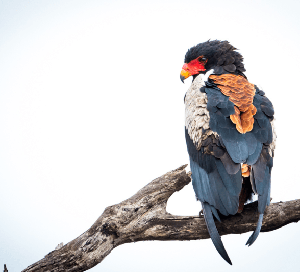 Sabi Sabi Winter In The Wild Bateleur Sabi Sabi Winter In The Wild Bateleur
