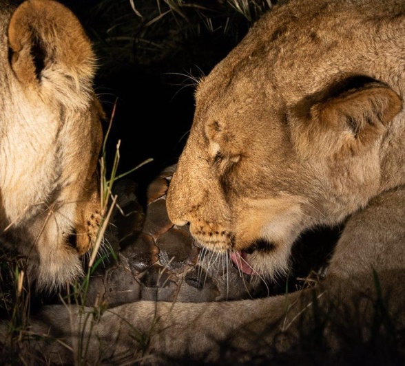 One of the rarest creatures on the reserve was between the jaws of two lionesses.
