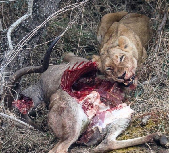 These seven month old cubs were seen feeding on an impala kill. 