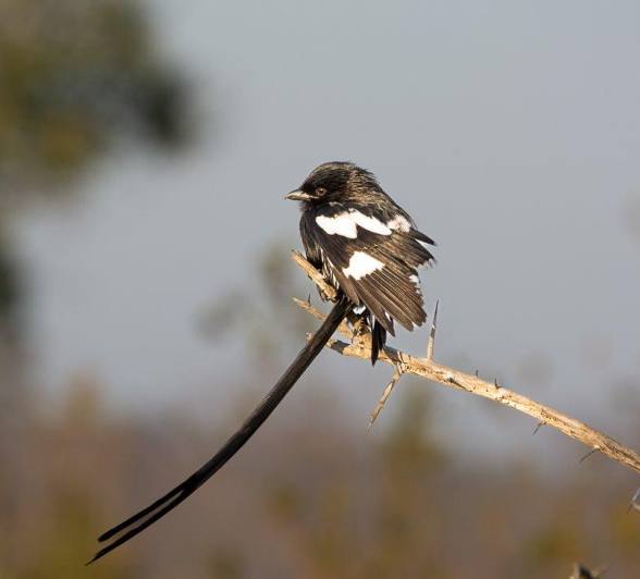 A Magpie Shrike perches on a thin branch. A Magpie Shrike perches on a thin branch.