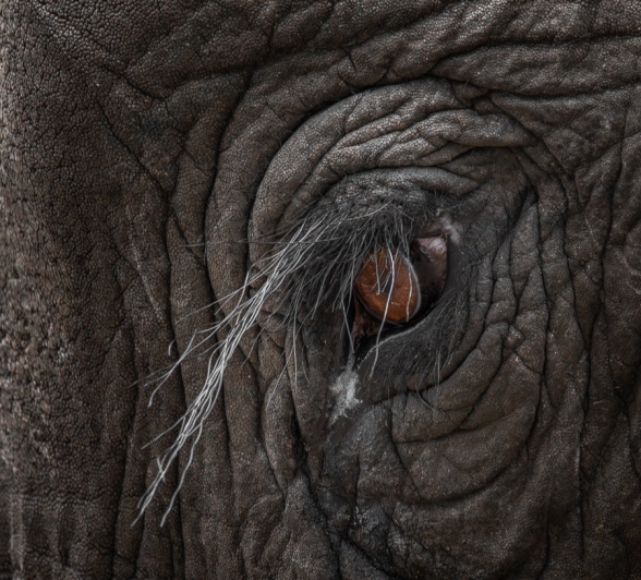 An elephant's long eyelashes are sensitive to the touch and act as a warning to any danger to the eye. An elephant's long eyelashes are sensitive to the touch and act as a warning to any danger to the eye.