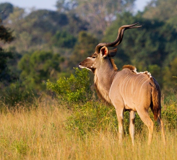 The male Kudu, known as 'the King of the Antelopes'. The male Kudu, known as 'the King of the Antelopes'.