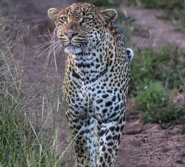 Khulwana Leopard Ruan Mey Khulwana Leopard Ruan Mey