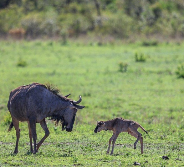 Sabi Sabi Ruan Mey Mother And Calf