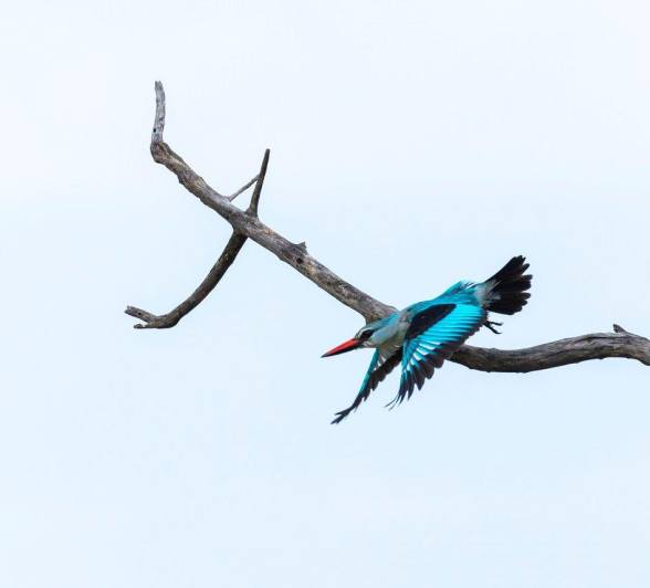 Sabi Sabi Benjamin Loon Woodland Kingfisher Takes Flight