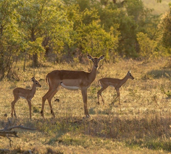 A family of impala in the wilderness. 